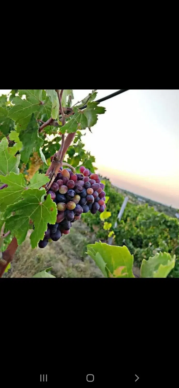 باغ_باغچه_سند تک برگ_سرمایه گذاری