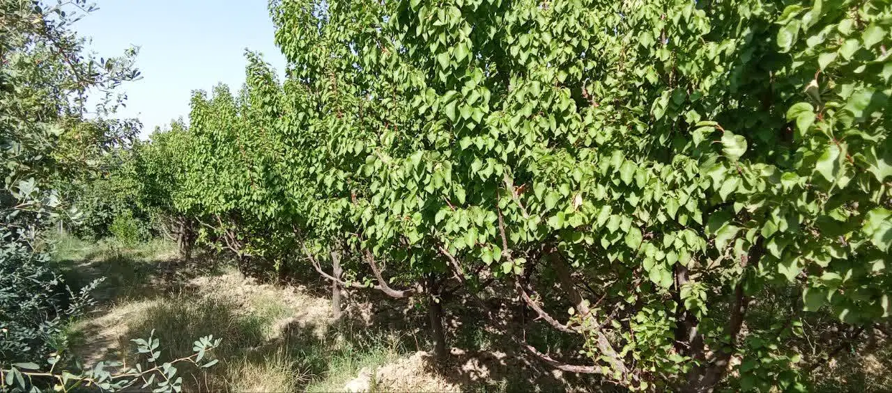 باغ در روستای ایرج