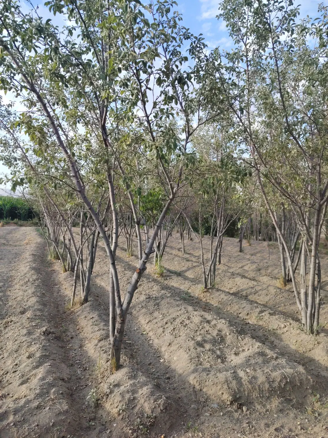باغ الو 450 متری باباسلطان