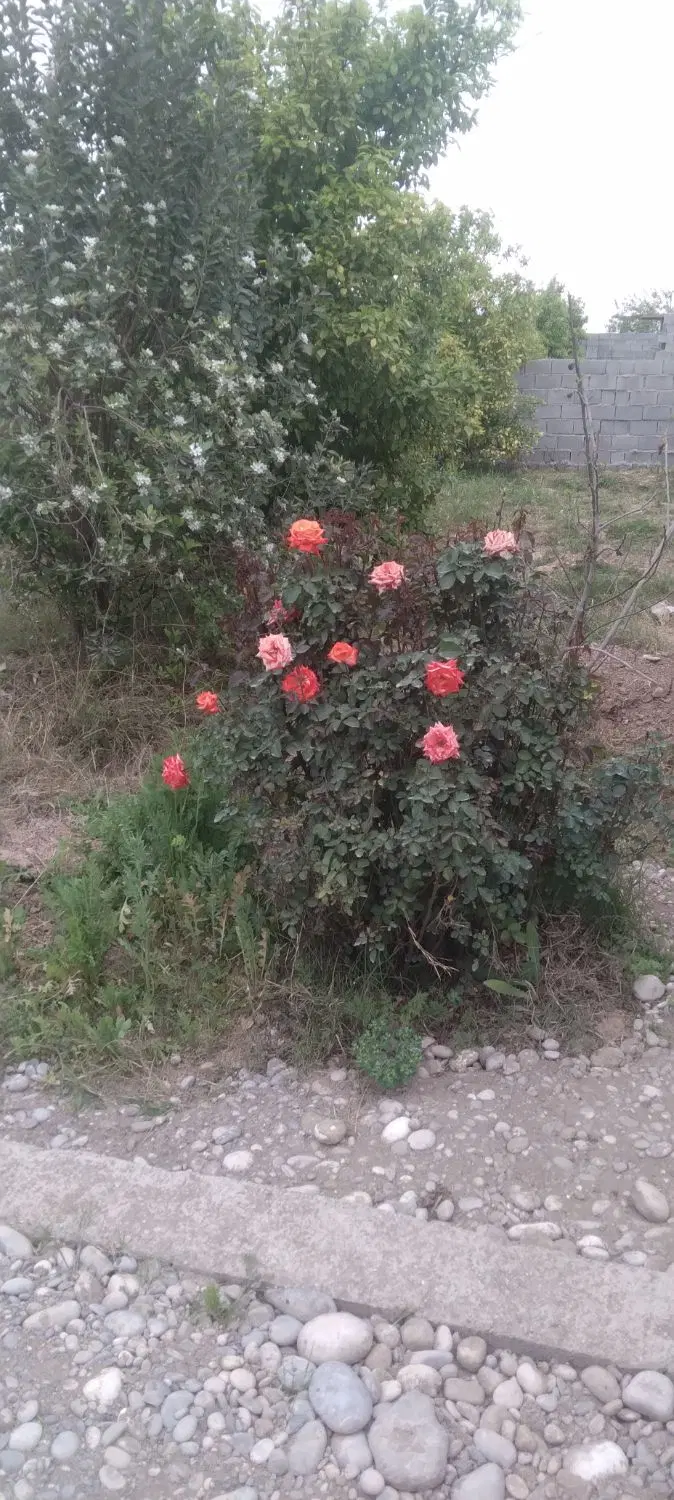 باغچه بنوار شامی