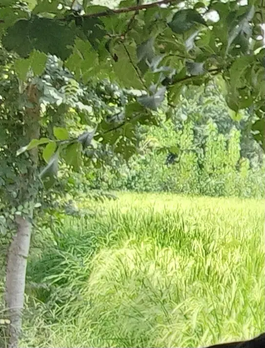 زمین کشاورزی(شالیزار)