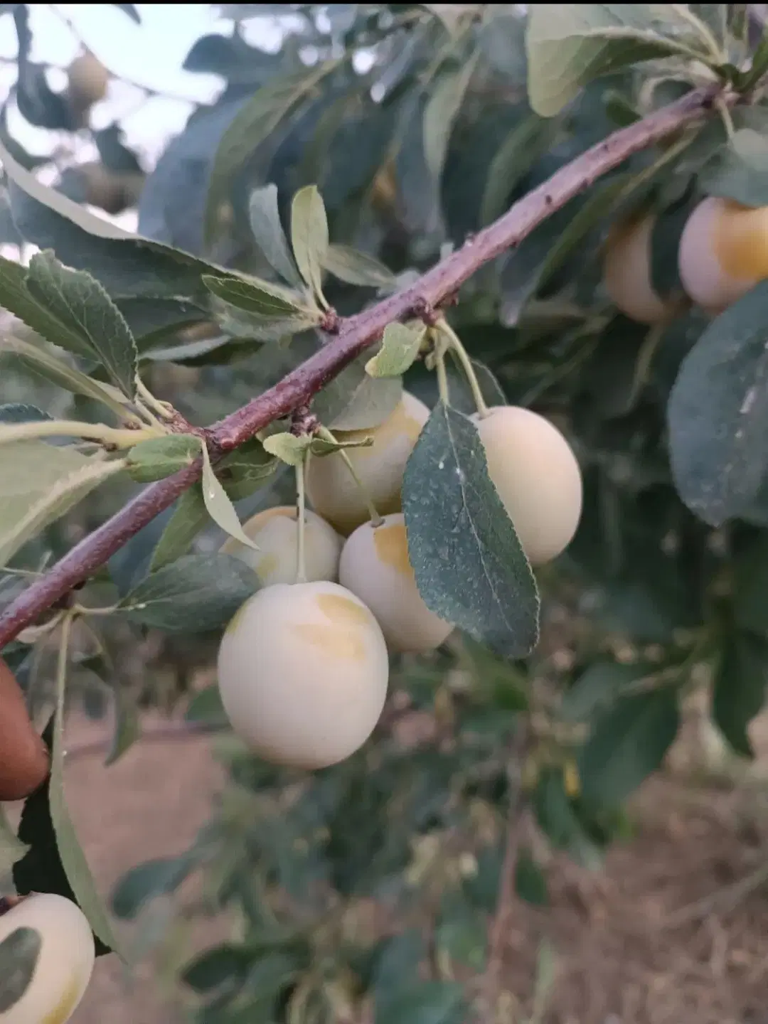 اجاره ی باغ آلو