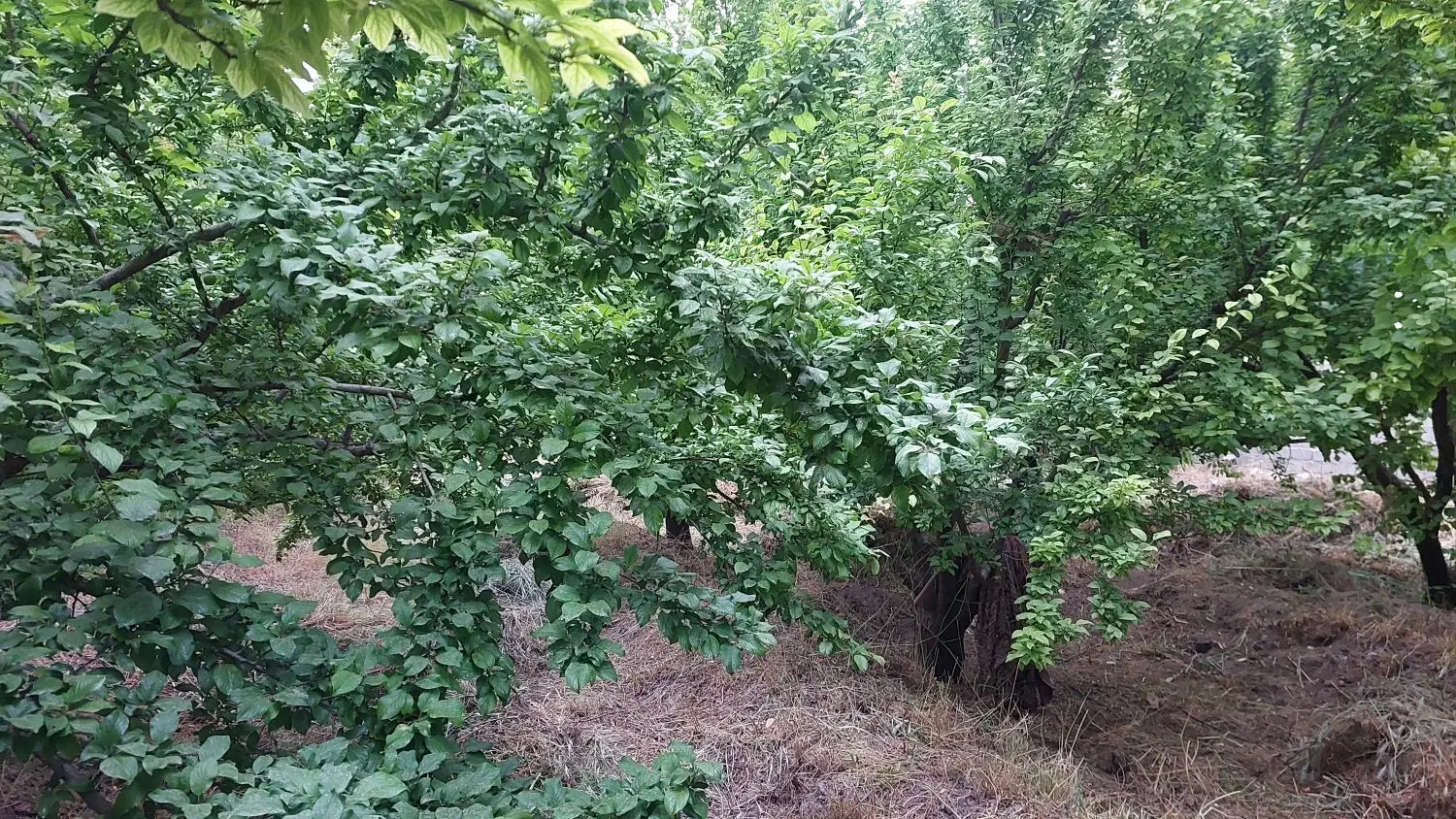 باغ و باغچه ویلا در متراژهای مختلف