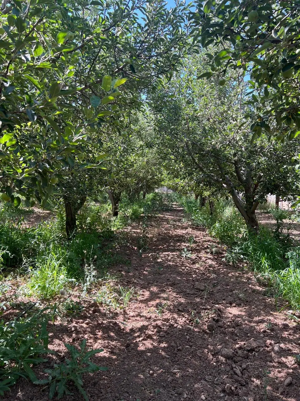 زمین باغچه ۱۸۰ متر ۲۲۵ متر _خ باغستان دماوند جابان