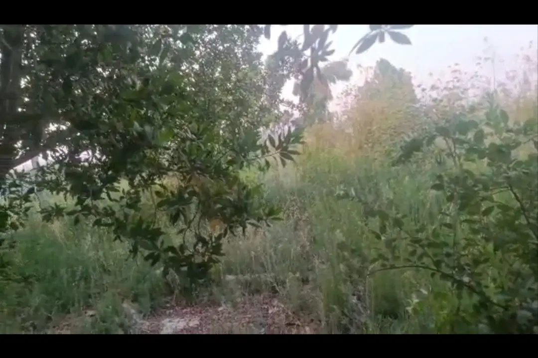 فروش باغ