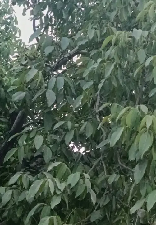 باغ گنجنامه