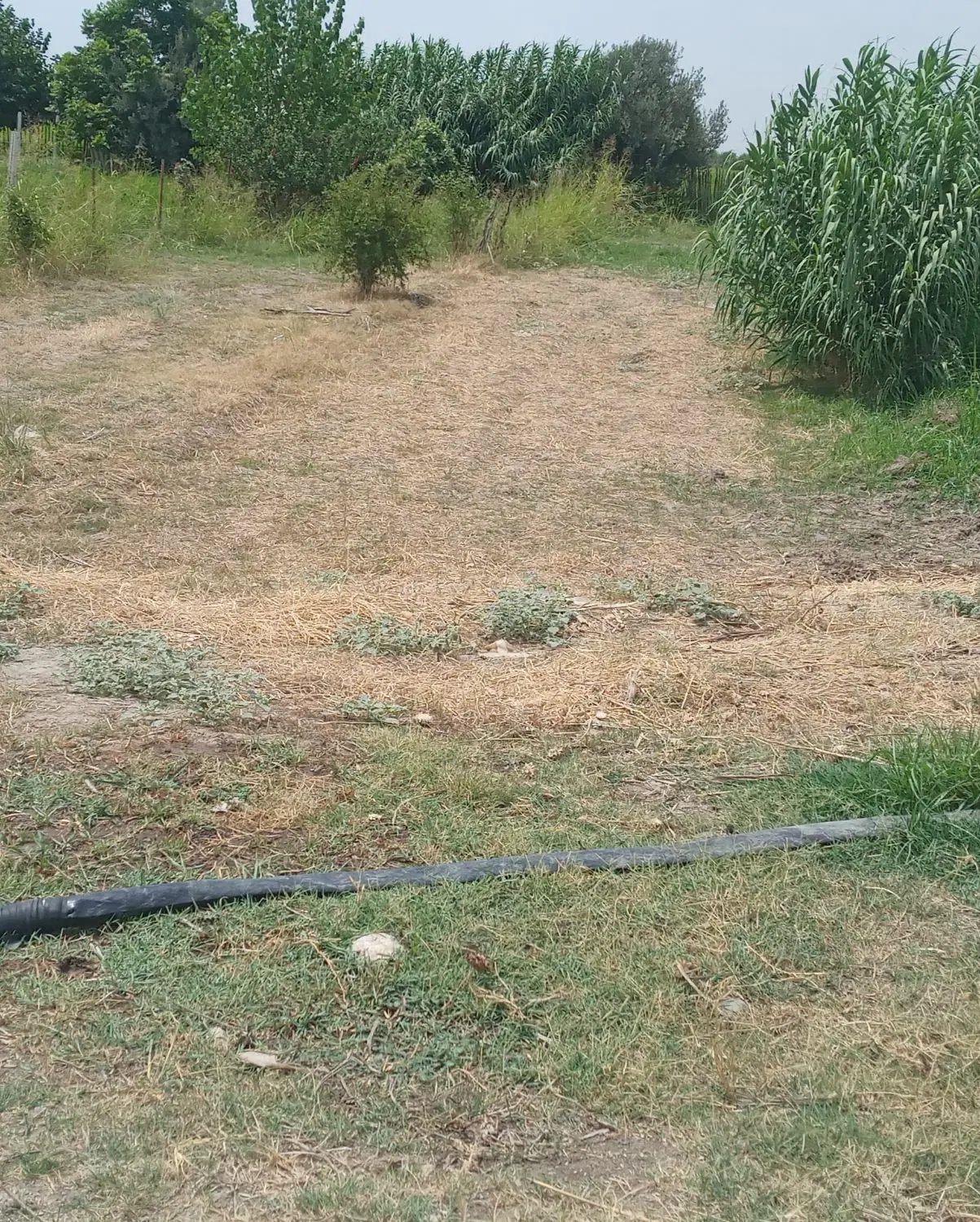 زمین زراعی