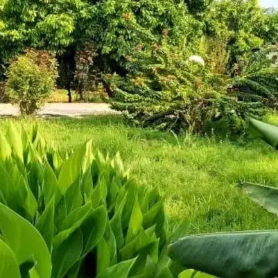 فروش زمین باغچه