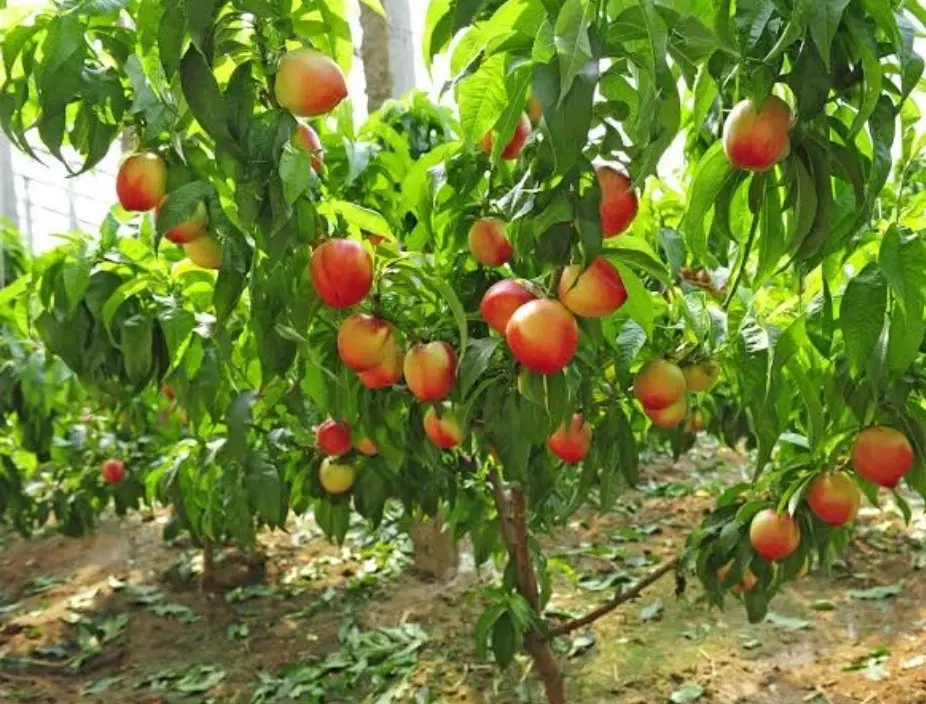 فروش باغ میوه