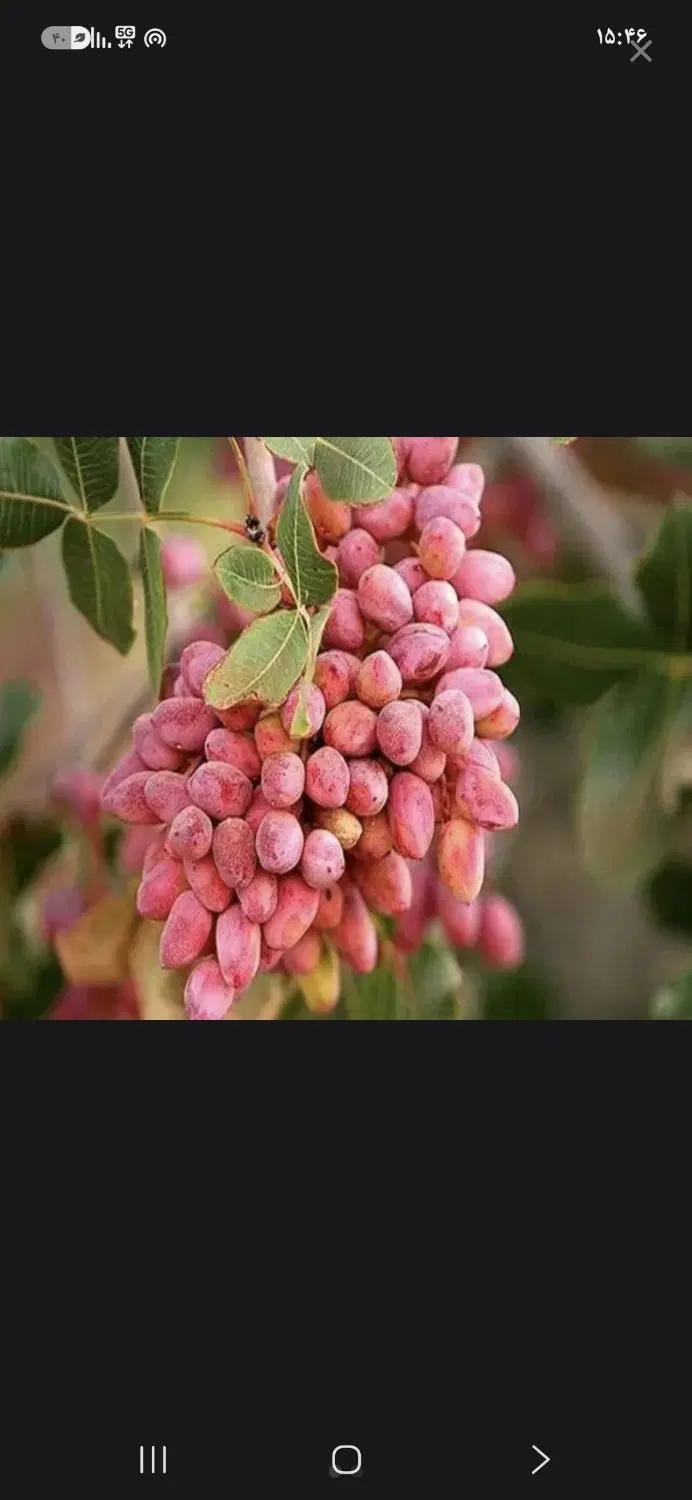 باغ پسته