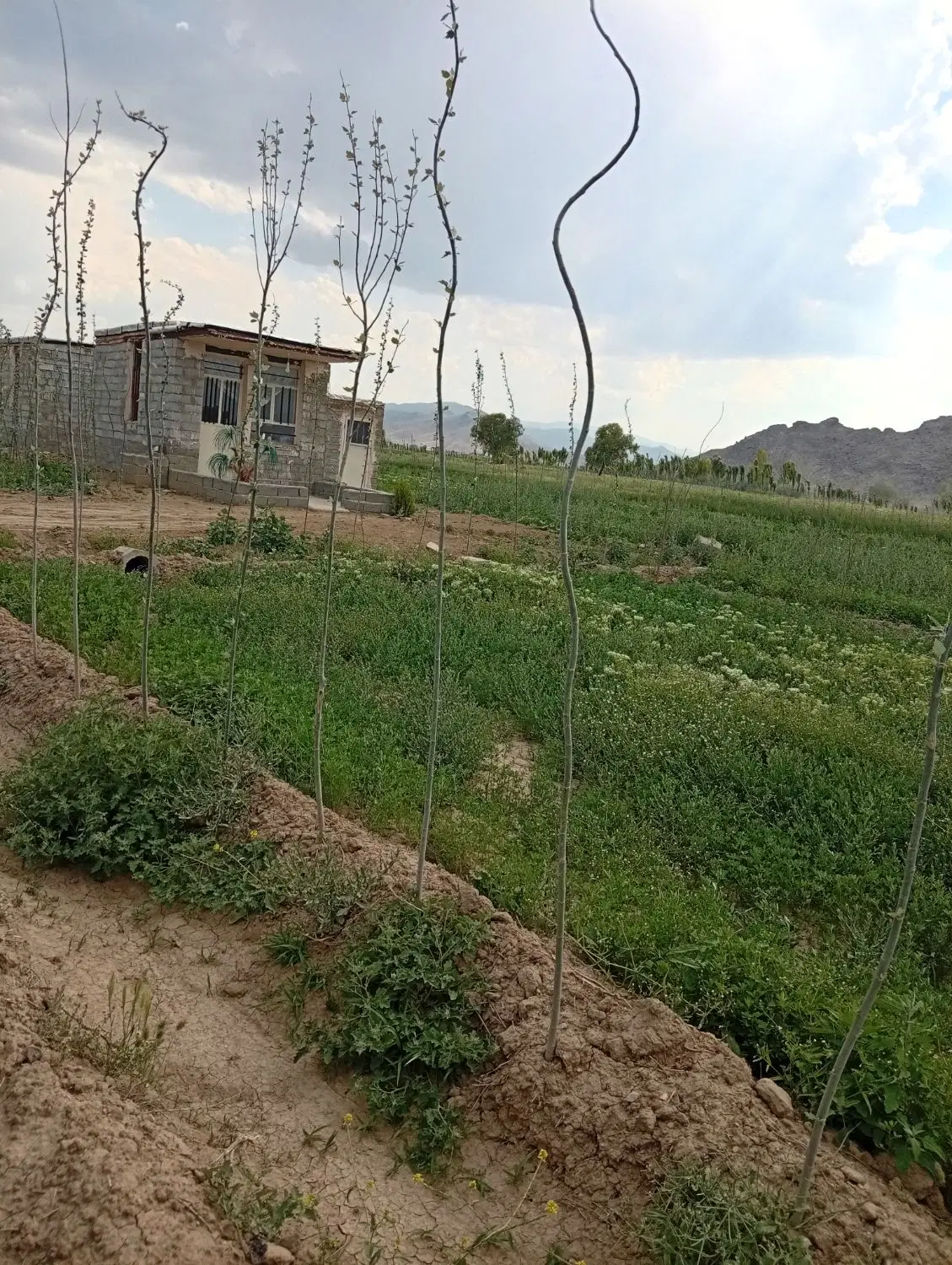 زمین کشاورزی میناس