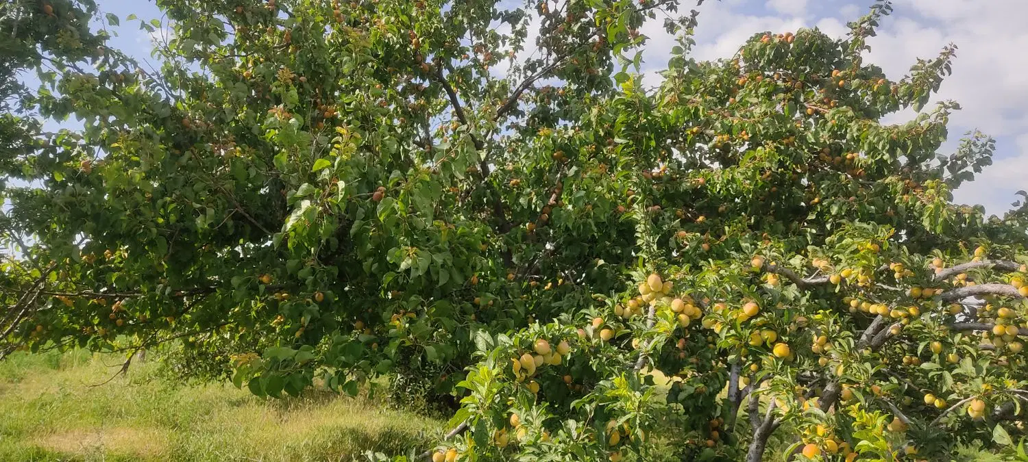 600متر زمین با غچه نبش پل چهارم