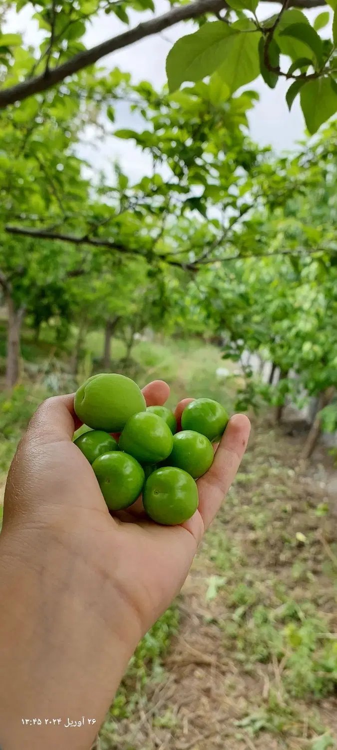 باغ و ویلا
