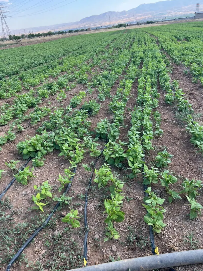 زمین کشاورزی