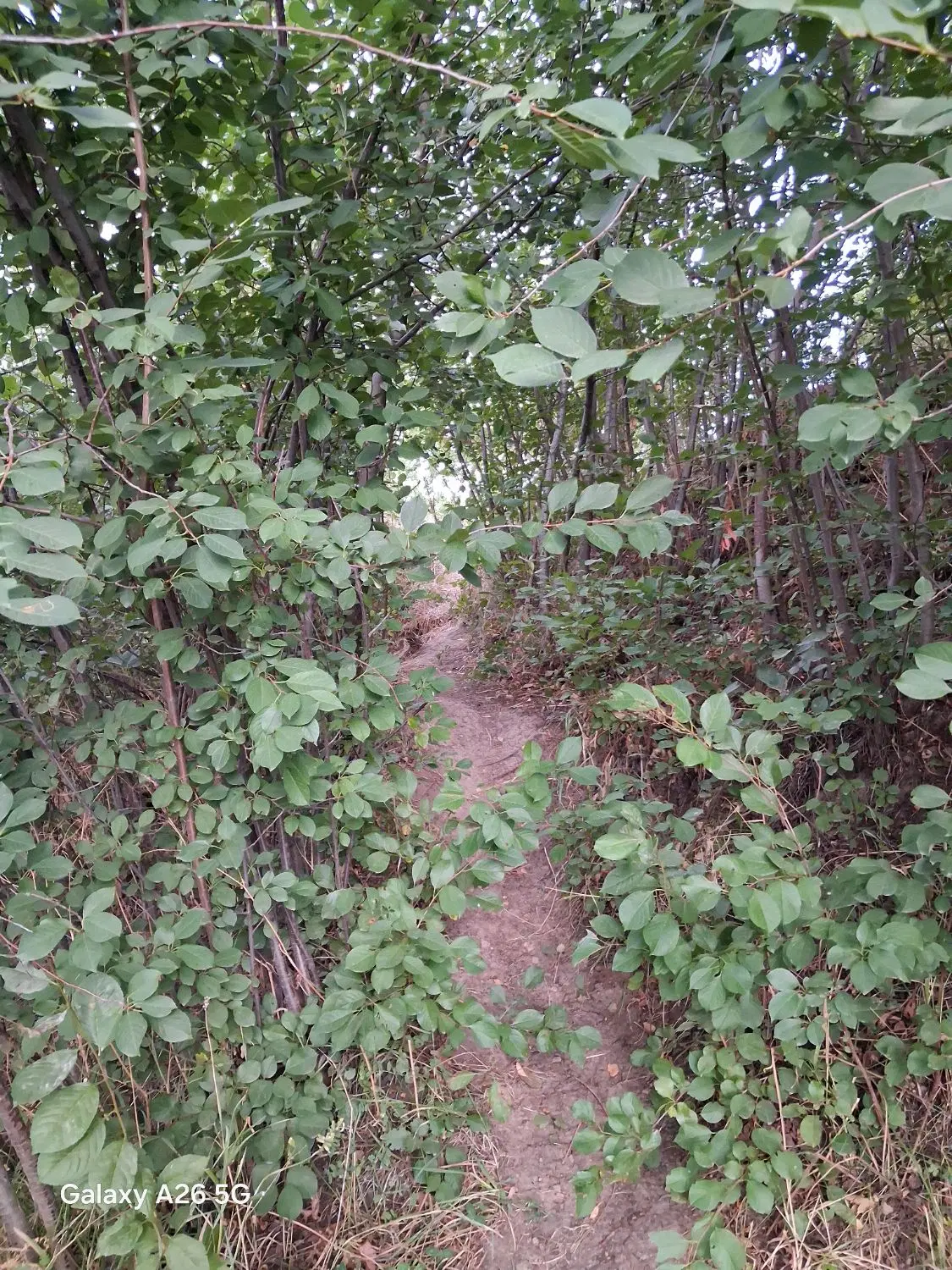 زمین ویلایی