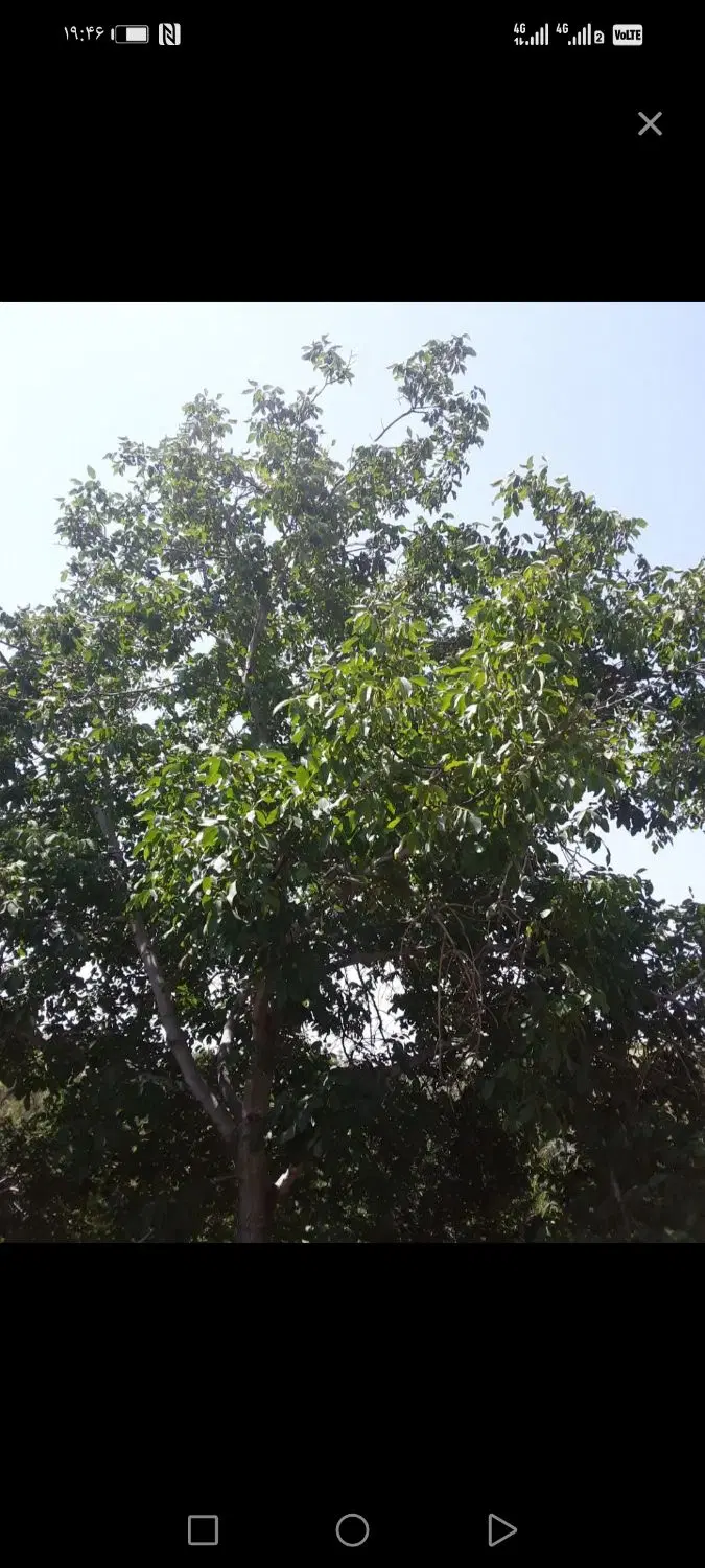 باغ یغی