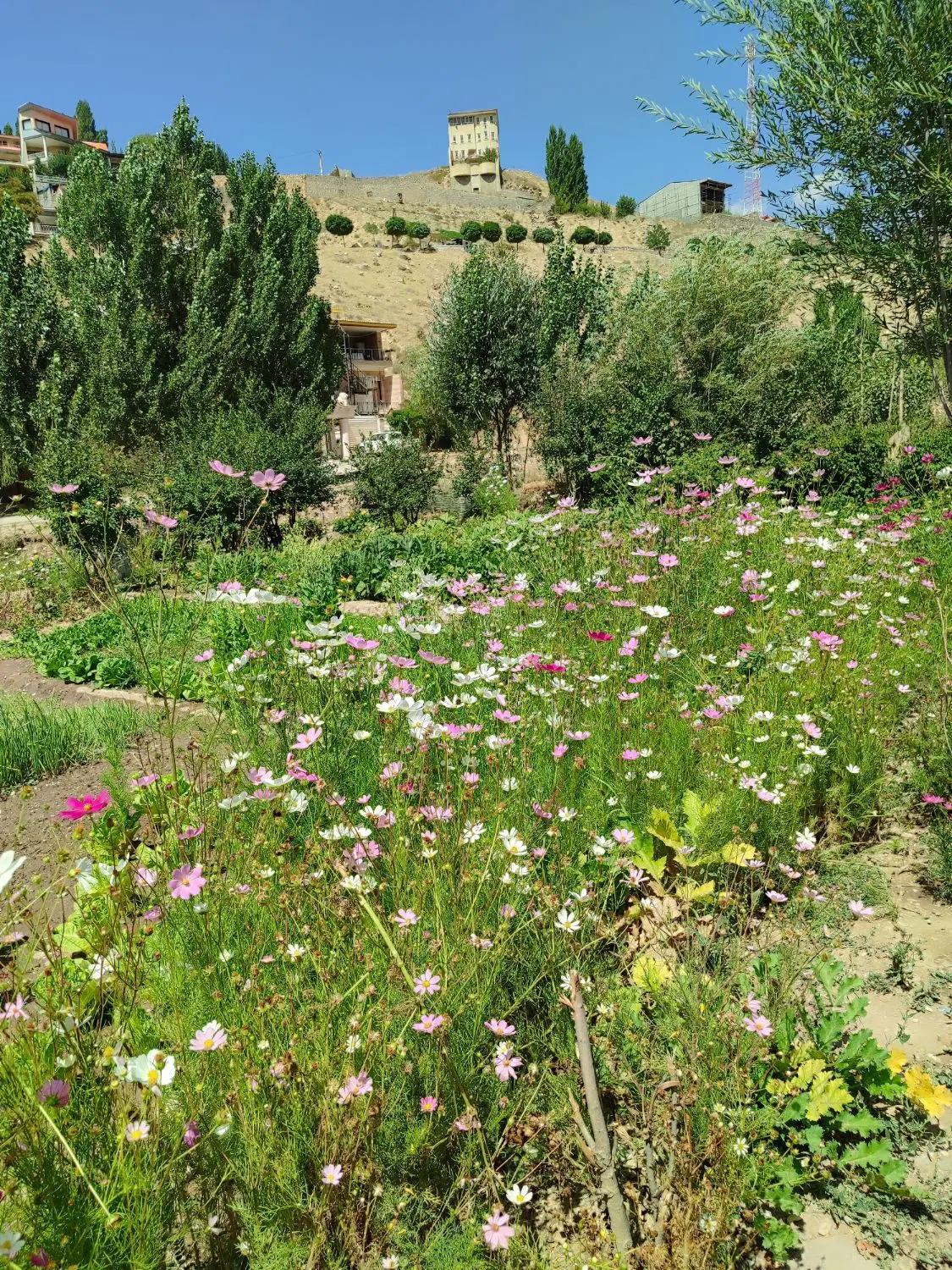 باغ و باغچه داخل بافت متراژ ۴هزار متری
