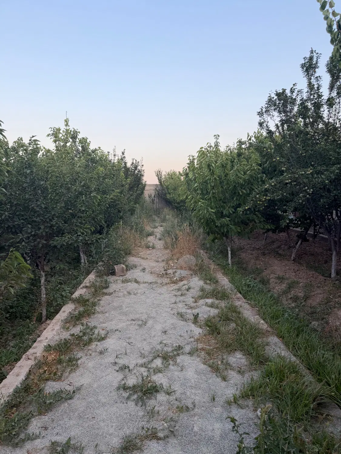 ۱۰۵۰ متر باغچه _ بحر اصلی خیابان ایرانمهر
