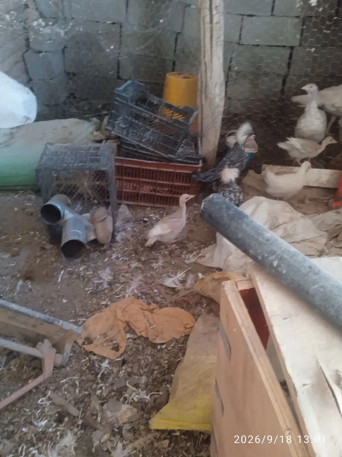 طویله اجاره ای