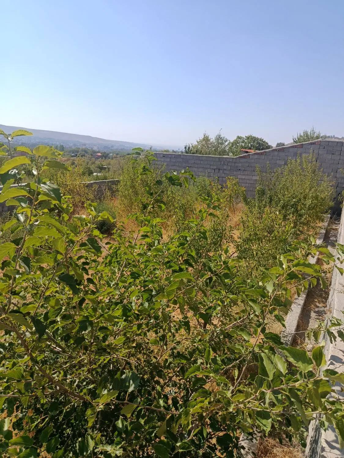 باغ ۵۰۰متری در دل اسکو