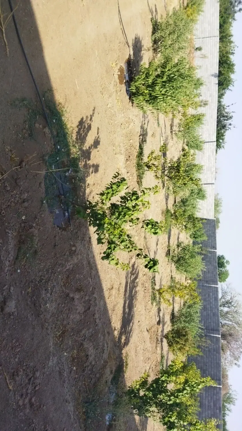 فروش باغ گلدشت قلعه سفید