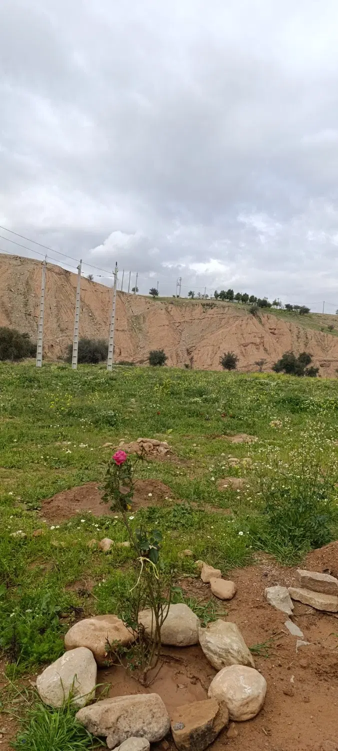 زمین کشاورزی با سند تک برگ