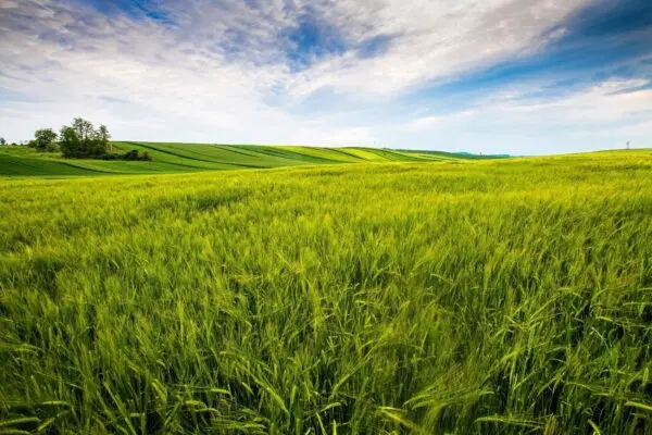 سلام زمین فروشی درروستای چورزق