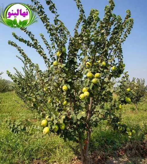 فروش باغ
