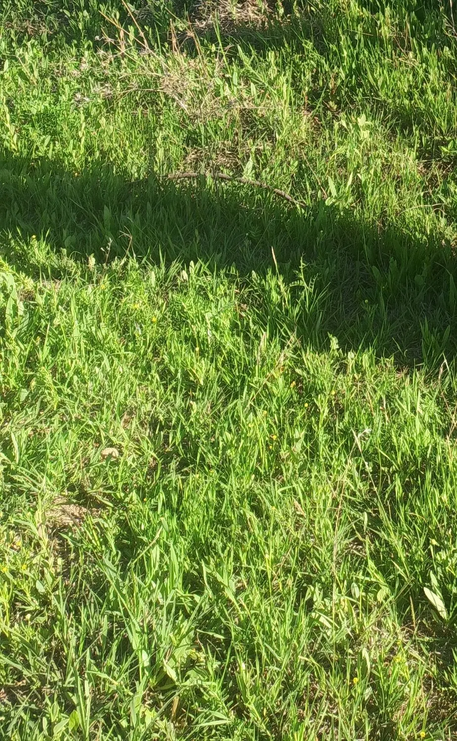 اجاره زمین کشاورزی برای کاشت سیر