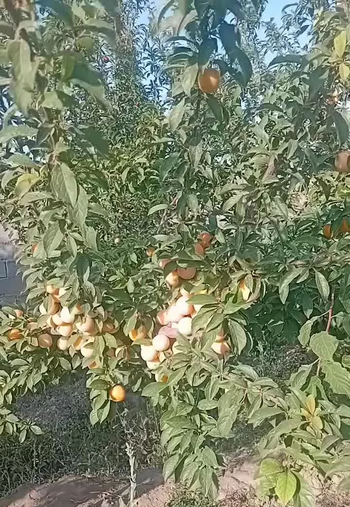 باغ ۵۰۰متری درشاهنامه ۷۶روستای جوادیه