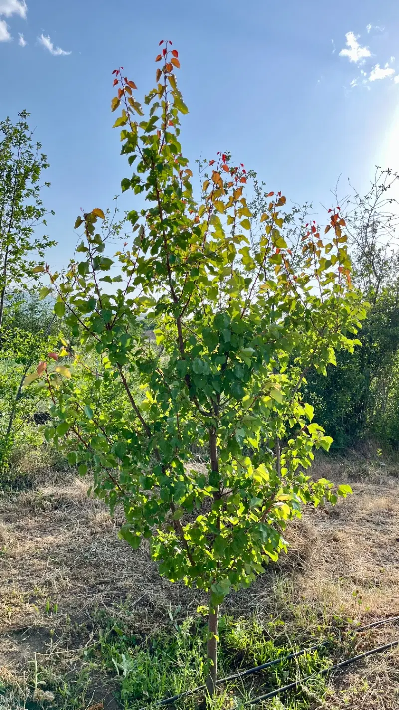 زمین مسکونی ۷۴۵مترروستای خونیق سندتک برگ