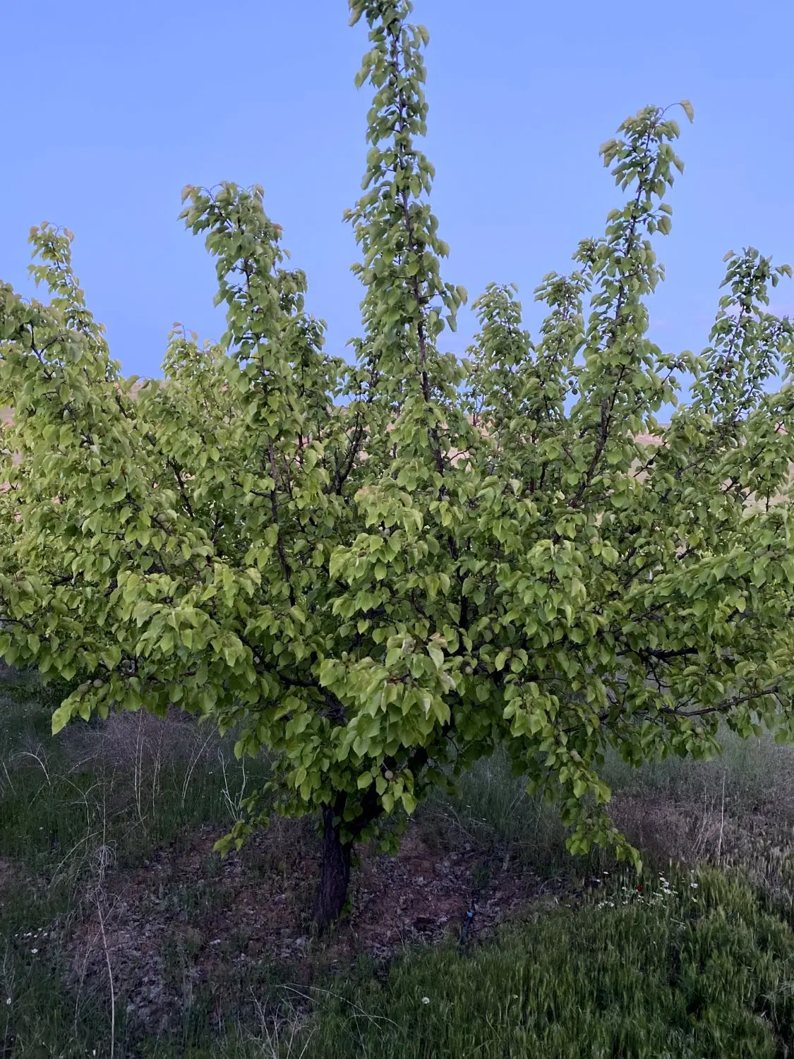 باغ فروشی