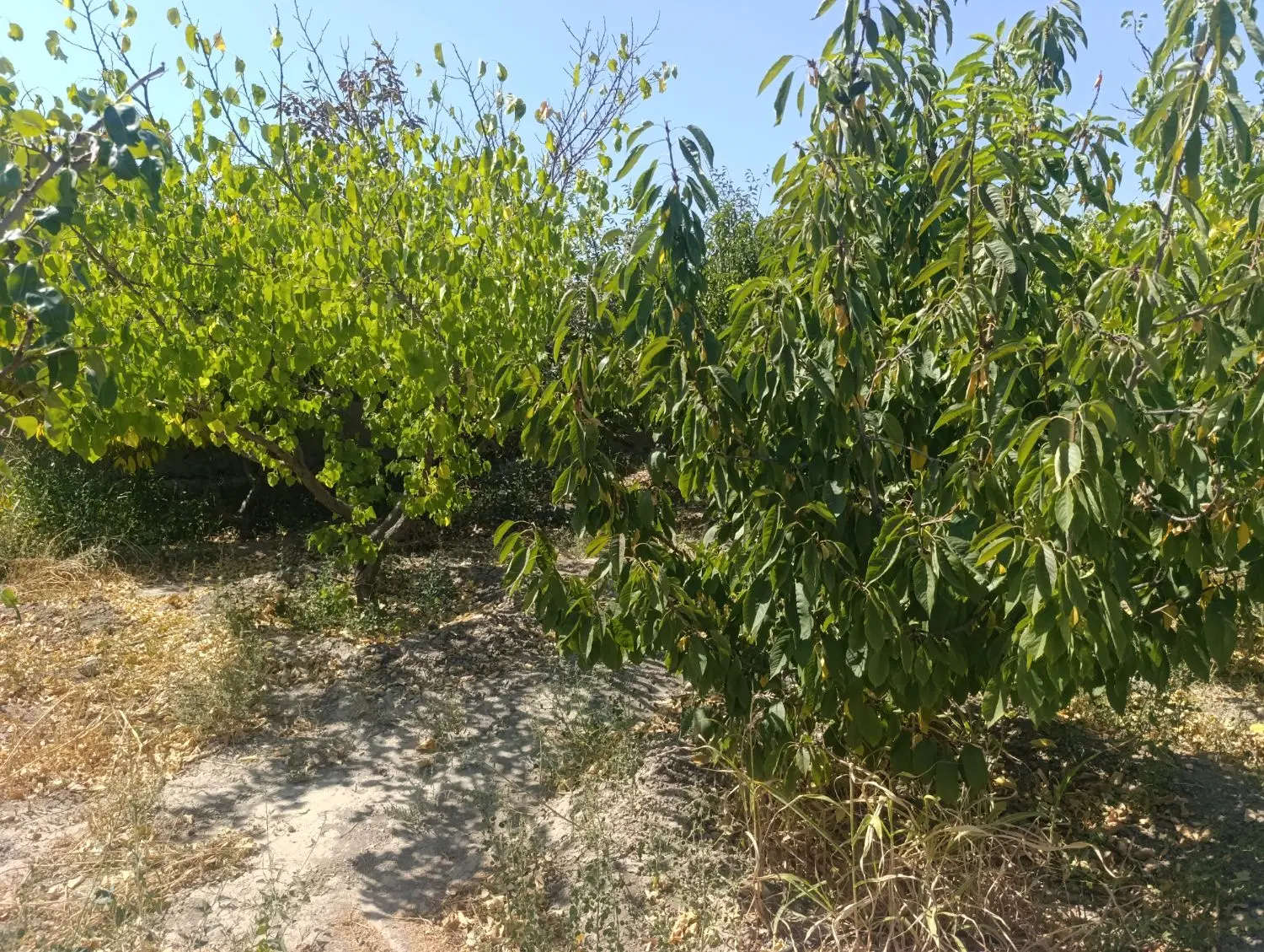 باغ