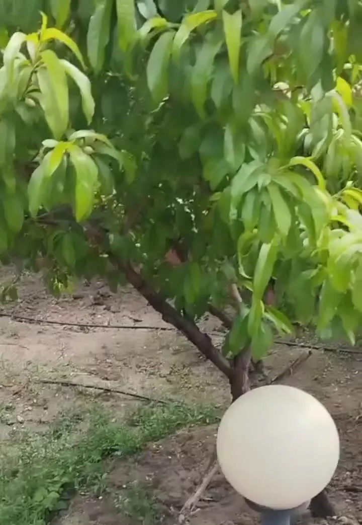 باغچه ناظریه معاوضه بامغازه