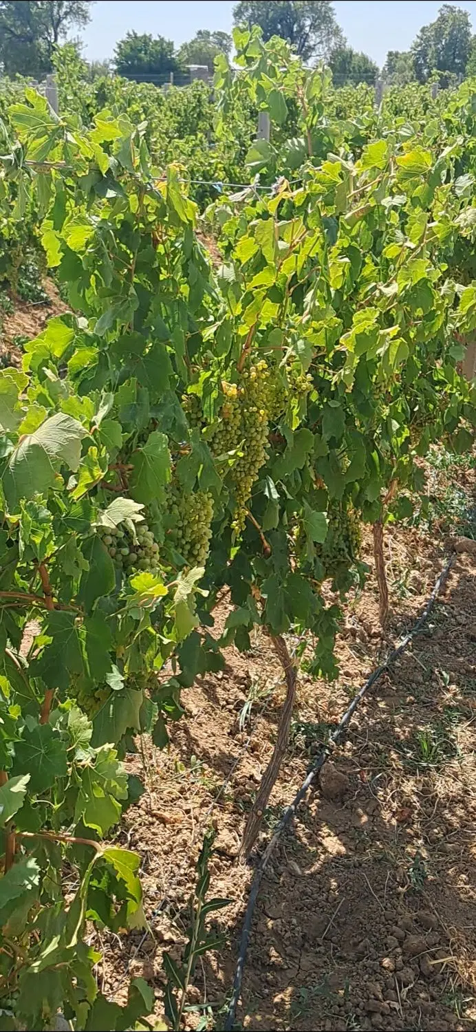 باغ انگور جوان