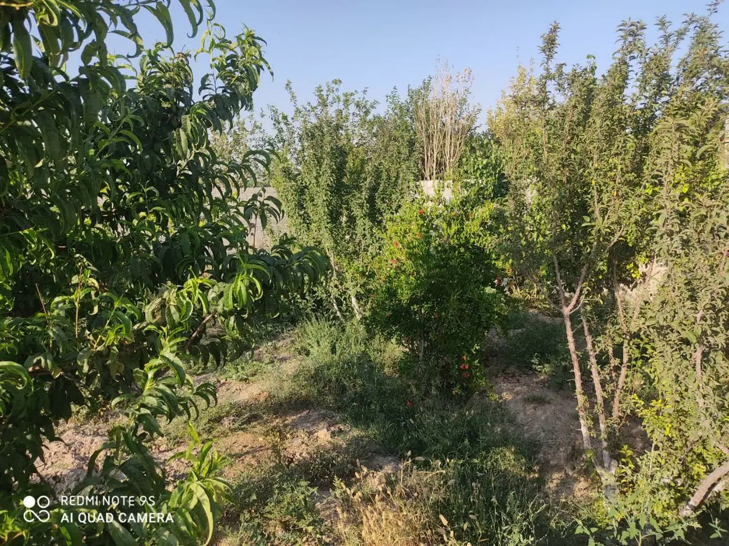 زمین باغچه