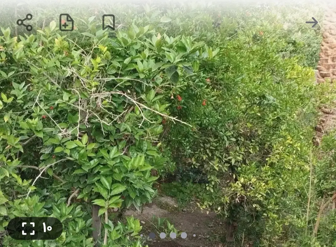 فروش خانه درخیابان باهنر