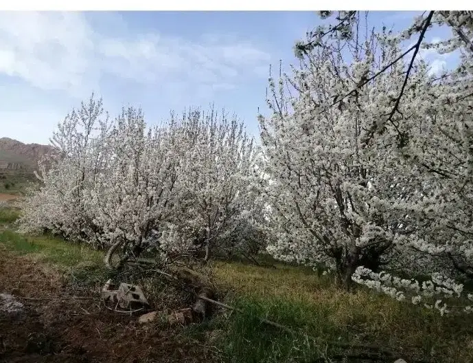 فروش باغ مثمر