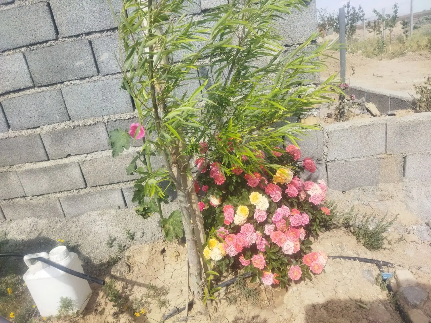 باغ با آب و فنس و سوییت و تانکر