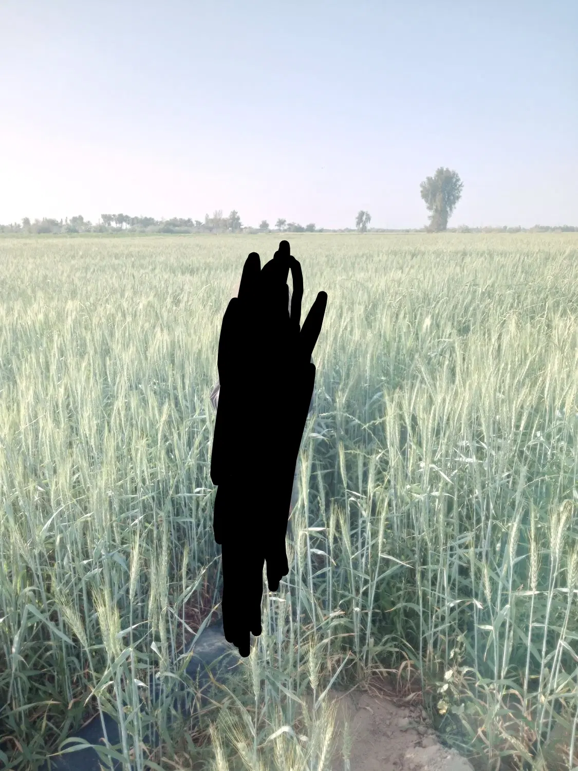 اجاره زمین کشاورزی