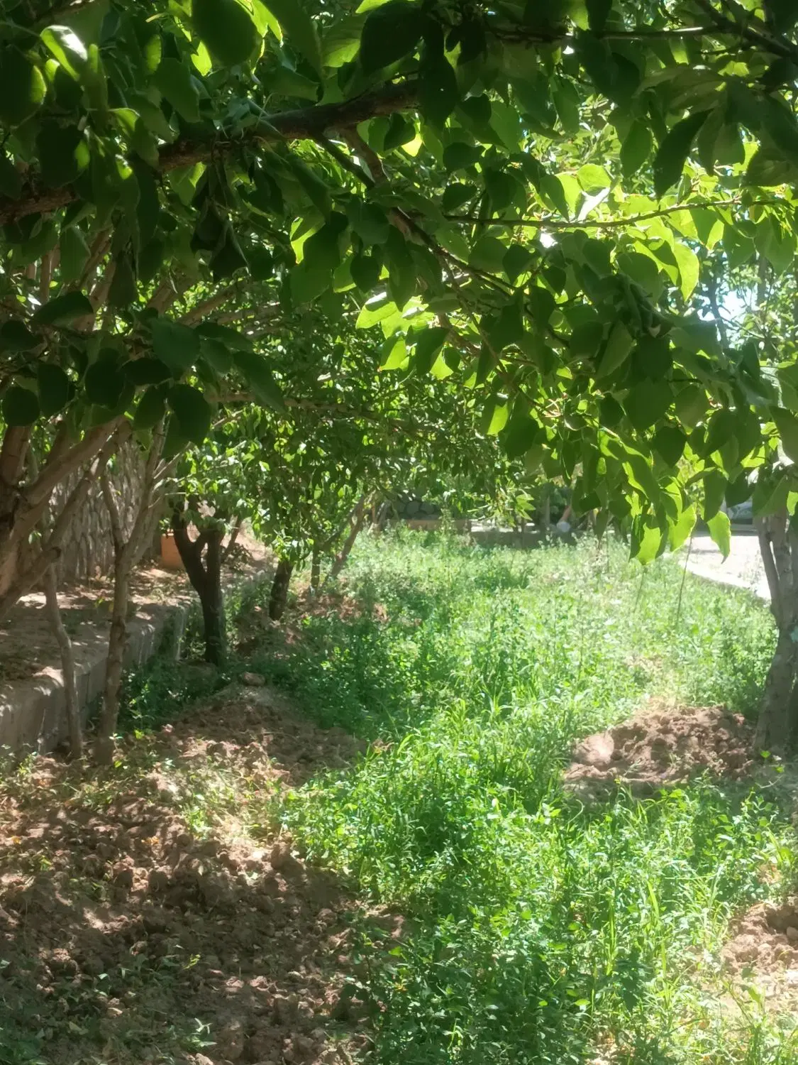 باغ زیبا و سرسبز باغ معروف