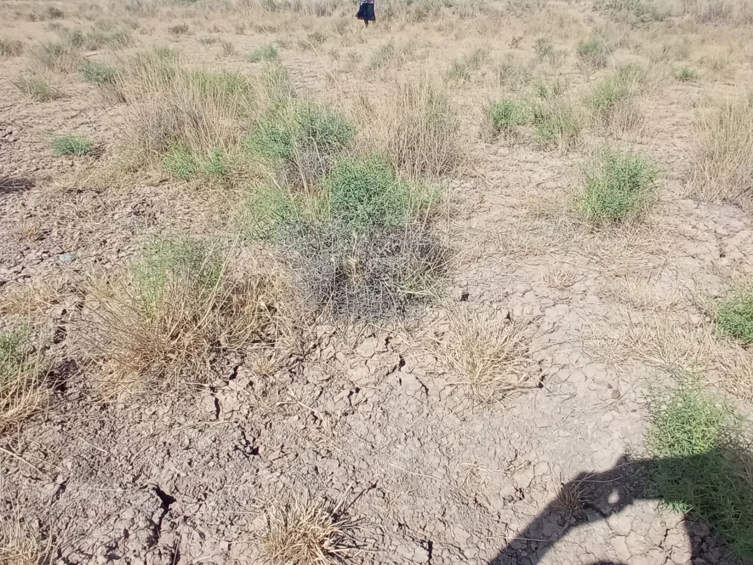 فروش زمین زراعی