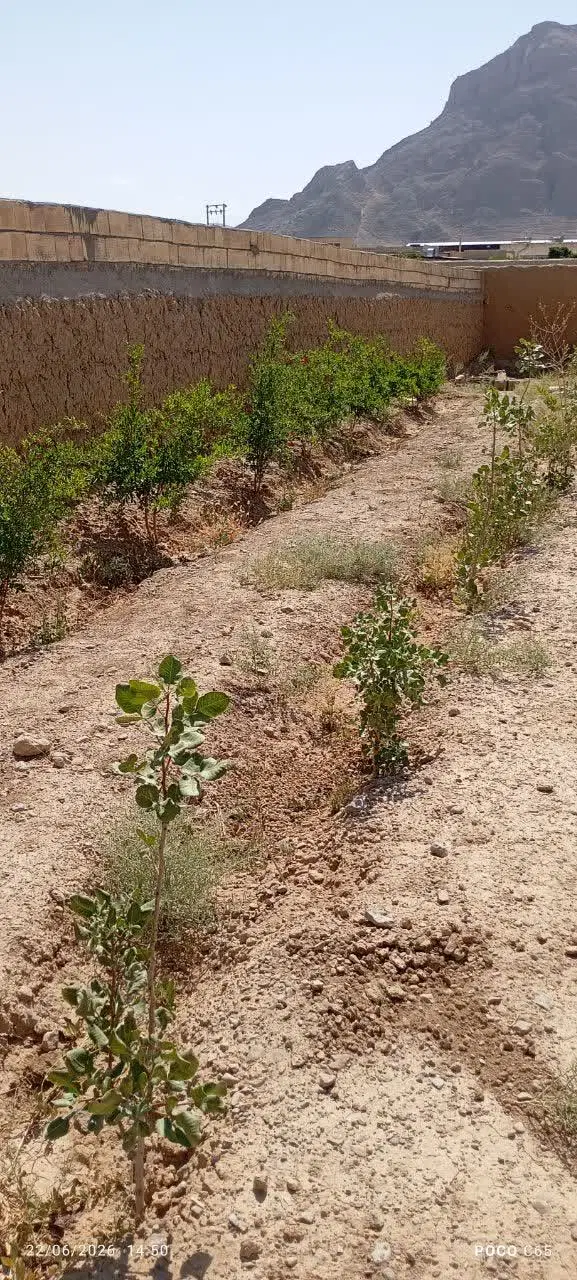 باغ انار