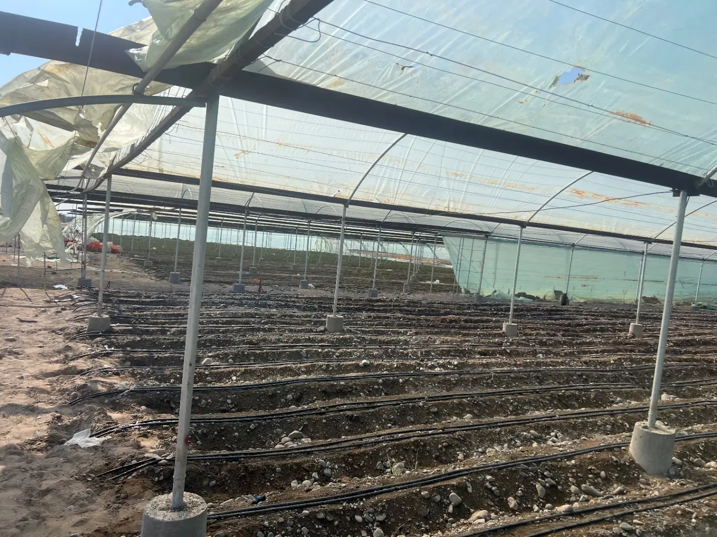 گلخانه اجاره ای عنبرآباد- جیرفت