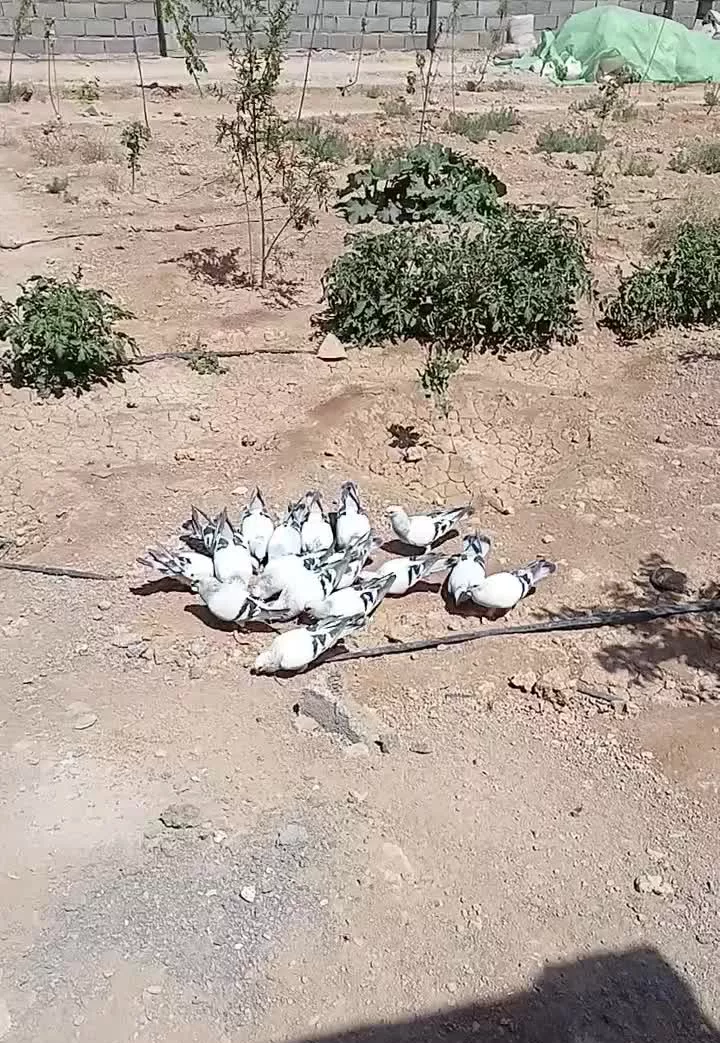 باغ چهاردیواری بادرختان بارده