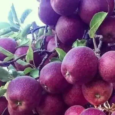 باغ سیب