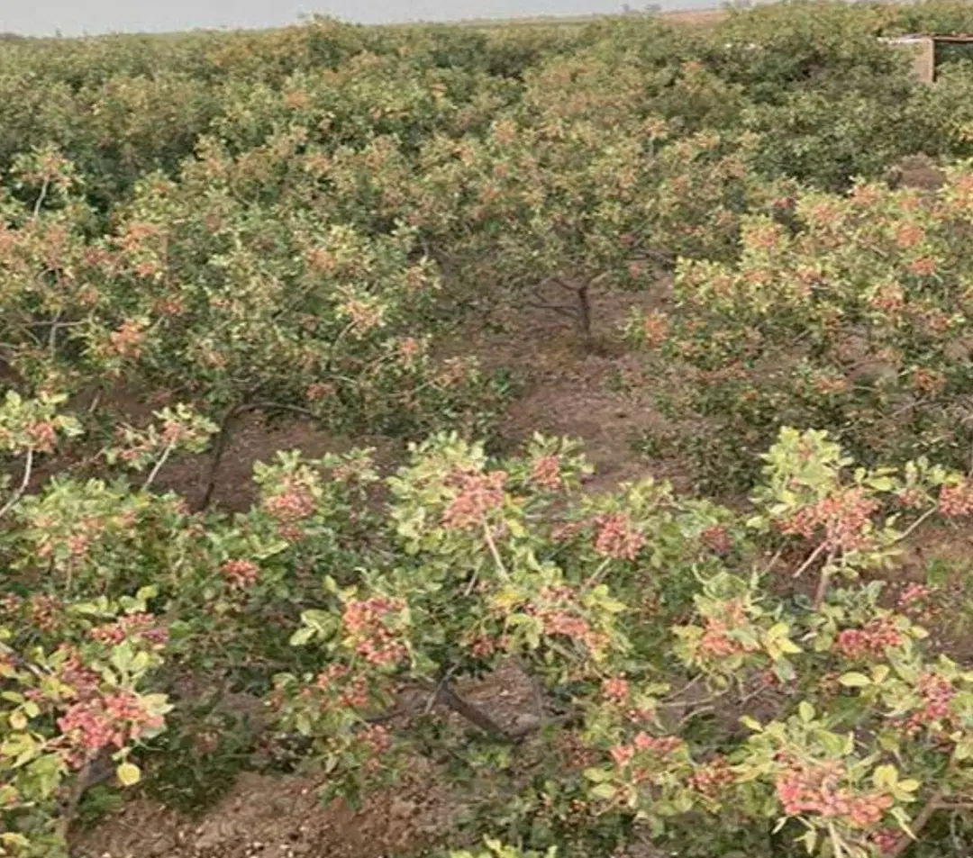 فروش باغ پسته روستای شیخ احمد