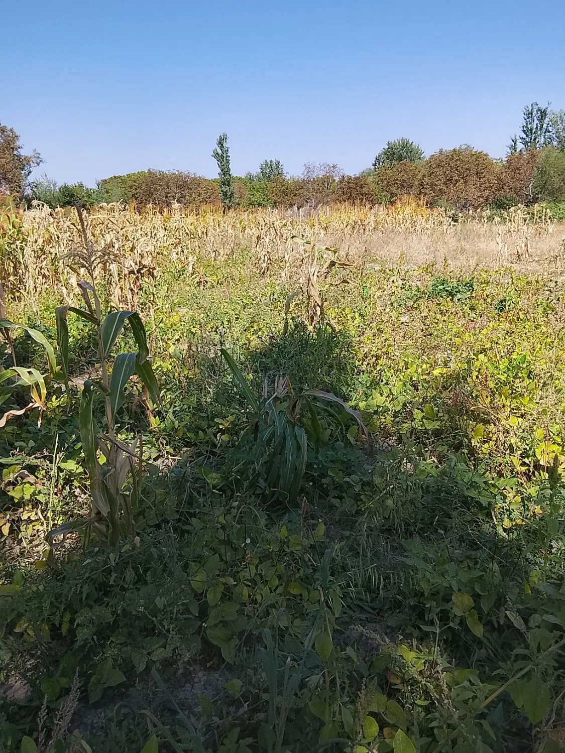 زمین خالی ، زمین ، زمین خالی برای ساخت ویلا