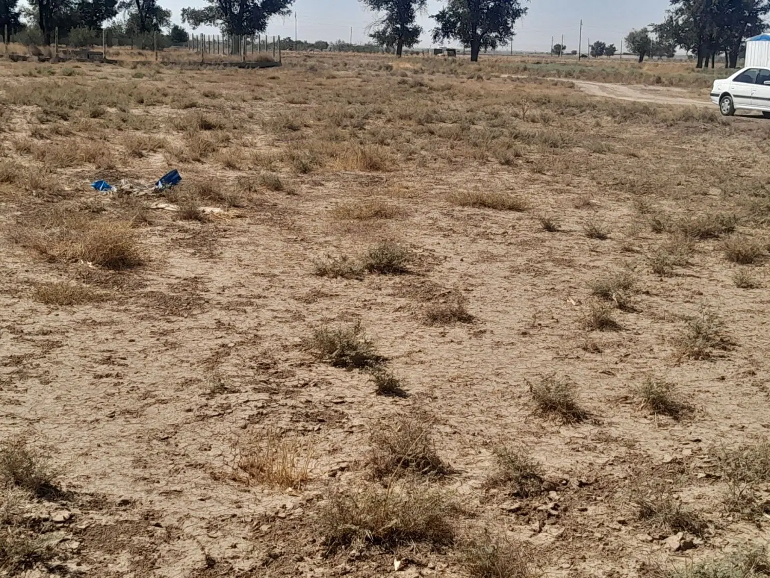 زمین باغ یا باغچه