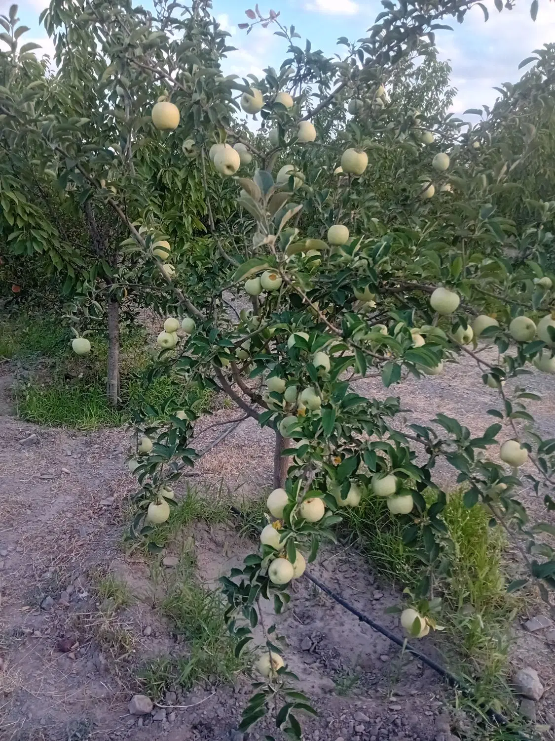 زمین باغی جاده کاهو۹۰۰دوردیواربادرختان گیلاس بارده